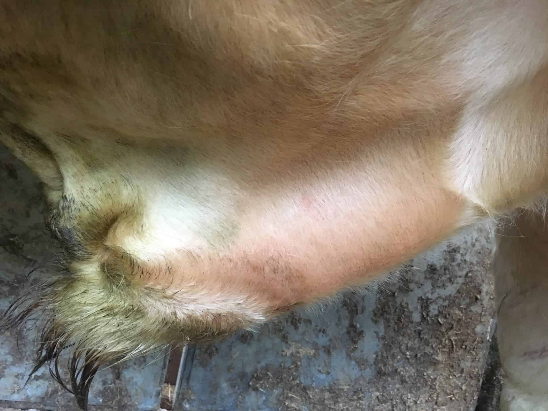 VSR • The Bull Fertility Evaluation and Reporting App for Vets